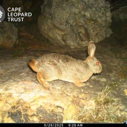 Hewitt's red rock rabbit